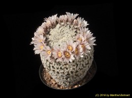 Mammillaria pectinifera 1252